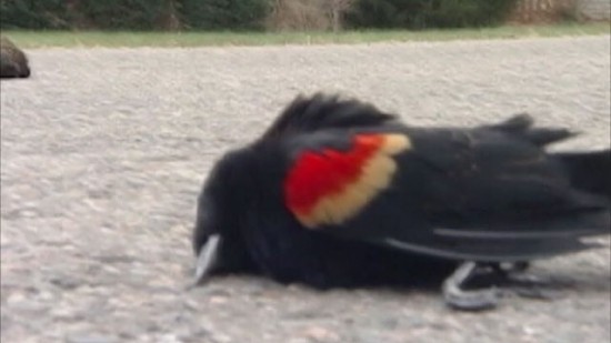 padající kosi