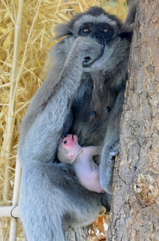 Samice gibona stříbrného Alangalang se svým prvním mládětem. Foto: Vít Lukáš, Zoo Praha