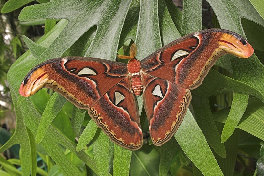 Výstava motýlů Atacus atlas