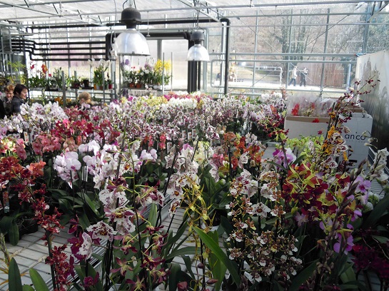 Výstava orchidejí 2017 prodej