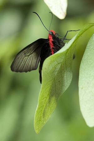 Výstava motýlů Atrophaneura semperi