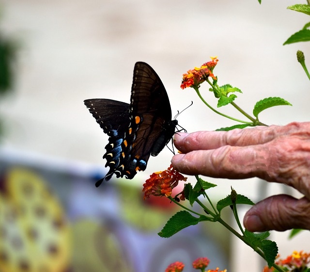 Motýl a stáří, obrázek pixabay